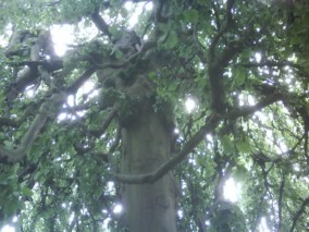 Divine entanglement